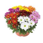 Aktuelle Blumen Angebote bei Lidl in Jena Aktuelles Chrysanthemen mehrfarbig Angebot bei Lidl in Jena ab 3,99 €
