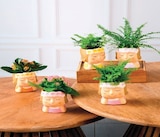 Kalanchoe en promo chez Super U Épinal à 4,99 €