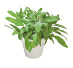 Mediterrane Kräuter Angebote bei toom Baumarkt Bergisch Gladbach für 3,99 €