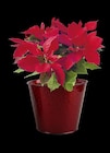 Jardiland Cholet - Promo Poinsettia pailleté ECLOZ Promo Poinsettia pailleté ECLOZ à 7,50 € dans le catalogue Jardiland à Cholet