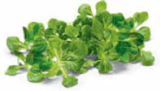 Aktuelle Salat Angebote bei Netto Marken-Discount in Hamburg Aktuelles Bio Feldsalat Angebot bei Netto Marken-Discount in Hamburg ab 1,29 €
