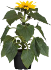 OBI Borna - Sonnenblume (Helianthus) Angebot im Prospekt Sonnenblume (Helianthus) bei OBI im Borna Prospekt für 3,49 €