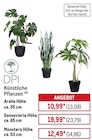 Aktuelle Zimmerpflanzen Angebote bei METRO in Essen Aktuelles Aralie Angebot bei METRO in Essen ab 13,08 €