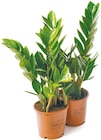 Netto mit dem Scottie Grünheide - Zamioculcas Glücksfeder Angebot im Prospekt Zamioculcas Glücksfeder bei Netto mit dem Scottie im Grünheide Prospekt für 3,49 €