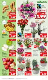 Aktueller Kaufland Prospekt mit Gartenpflanzen, "KNÜLLER", Seite 22