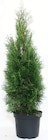 Thuja Smaragd Angebote bei Zimmermann Wiesbaden für 7,99 €