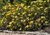 Sanvitalie Angebote bei Garten-Center Nordharz GmbH & Co. KG Wolfsburg für 2,49 €