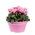 Cyclamen en coupe en promo chez Lidl Aubervilliers à 6,49 €