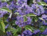 Bartblume im Hagebaumarkt Prospekt Bartblume „Caryopteris clandonensis“ im aktuellen Hagebaumarkt Prospekt für 12,99 €