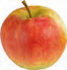 Tafeläpfel Angebote von Hof Moje bei EDEKA Stade für 2,79 €