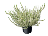 Blumen Ostmann Oldenburg - Knospenblüherheide Angebot im Prospekt Knospenblüherheide bei Blumen Ostmann im Oldenburg Prospekt für 1,99 €