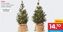 Picea