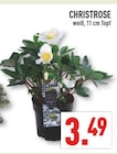 CHRISTROSE im Angebot bei Marktkauf in Hemer CHRISTROSE Angebote bei Marktkauf Hemer für 3,49 €