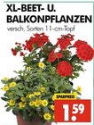 Wreesmann - XL-Beet- und Balkonpflanzen Angebot im Prospekt XL-Beet- und Balkonpflanzen bei Wreesmann im Prospekt "" für 1,59 €