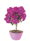 Drillingsblume im Angebot bei toom Baumarkt in Rüsselsheim Drillingsblume Angebote bei toom Baumarkt Rüsselsheim für 9,99 €