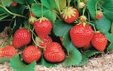 Intermarché Super Combaillaux - Promo Fraisier Barquette de 6 Plants Charlotte Promo Fraisier Barquette de 6 Plants Charlotte à 3,99 € dans le catalogue Intermarché Super à Combaillaux