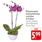 Phalaenopsis Schmetterlingsorchidee 2-Trieber Angebote bei E center Stuttgart für 5,99 €