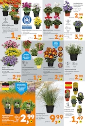 Enzian Angebot & Preis im aktuellen Globus-Baumarkt Prospekt Enzian Angebot im aktuellen Globus-Baumarkt Prospekt auf Seite 2