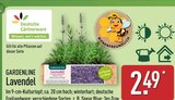 Lavendel Angebote von Gardenline bei ALDI Nord Hildesheim für 2,49 €