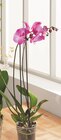 Phalaenopsis en promo chez Intermarché Phalaenopsis dans le catalogue Intermarché