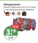 Hängepetunie von  im aktuellen V-Markt Prospekt für 3,19 €