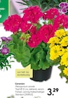 Geranien Angebote bei BayWa Bau- und Gartenmärkte Würzburg für 3,29 €