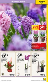 Orchidée Angebote im Prospekt "Des fêtes magiques !" von Lidl auf Seite 33