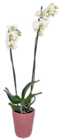 Orchidee im Keramik-Übertopf Angebote bei Kaufland Trier für 10,99 €