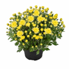 Chrysantheme bei Hagebaumarkt im Ebern Prospekt für 2,49 €