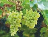 Plants de vignes grimpantes dans le catalogue Hyper U