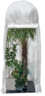 Frostschutzhaus PALM PROTECT für 99,00 € bei Pflanzen Kölle im Angebot Frostschutzhaus PALM PROTECT im aktuellen Pflanzen Kölle Prospekt