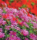 Géranium barquette de 6 godets de 8 cm en promo chez Intermarché Hyper Toulouse à 7,99 €