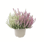 Knospenheide Garden Girls im Angebot bei toom Baumarkt in Bergkamen Knospenheide Garden Girls Angebote bei toom Baumarkt Bergkamen für 1,99 €