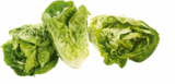 Aktuelles Mini-Romanasalat Angebot bei Netto Marken-Discount in Frankfurt (Main) ab 0,88 €