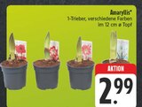 Amaryllis im Angebot bei E center in Hoyerswerda Amaryllis Angebote bei E center Hoyerswerda für 2,99 €