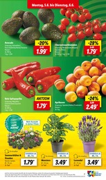 Lidl Pflanzen im Prospekt Lidl Pflanzen im Prospekt