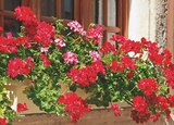 Jardineries du terroir Dole - Promo Géranium Lierre Double Promo Géranium Lierre Double à 12,99 € dans le catalogue Jardineries du terroir à Dole