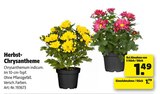 Herbst-Chrysantheme im Angebot bei Hagebaumarkt in Paderborn Herbst-Chrysantheme Angebote bei Hagebaumarkt Paderborn für 1,49 €
