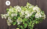 RISPEN-HORTENSIE ‘LIMELIGHT’ Angebote bei Dehner Garten-Center Fürth für 14,99 €