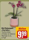 Mini Phaleanopsis »Tiny Dolls« im aktuellen REWE Prospekt