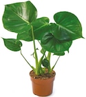 Monstera Deliciosa „Fensterblatt“ bei Netto mit dem Scottie im Doberlug-Kirchhain Prospekt für 3,99 €