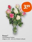 Rosen von  im aktuellen tegut Prospekt für 3,99 €