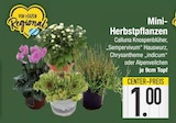 Calluna Knospenblüher im Angebot bei EDEKA in Augsburg Calluna Knospenblüher Angebote bei EDEKA Augsburg für 1,00 €