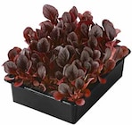 Aktuelle Salat Angebote bei Dehner Garten-Center in Frankfurt (Main) Aktuelles Feldsalat Rot Angebot bei Dehner Garten-Center in Frankfurt (Main) ab 2,99 €