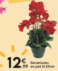 Promo Geraniums à 12,99 € dans le catalogue Maxi Bazar à Bourg-en-Bresse