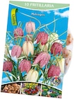 Premium-Blumenzwiebel bei Penny im Velden Prospekt für 1,99 €