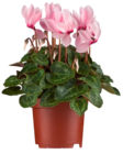 Gartenalpenveilchen im Penny Prospekt Gartenalpenveilchen im aktuellen Penny Prospekt für 1,69 €