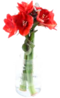 Amaryllis im Angebot bei EDEKA in Wismar Amaryllis Angebote bei EDEKA Wismar für 4,99 €