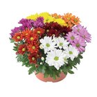 Chrysanthème coupe Carnaval en promo chez Lidl Le Perreux-sur-Marne à 3,19 €