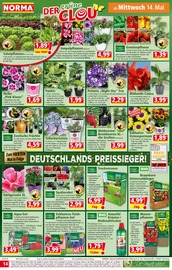 Hortensie im Norma Prospekt in Meerbusch Aktueller Norma Prospekt mit Hortensie, "Mehr fürs Geld", Seite 14